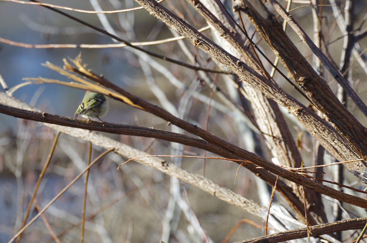 Ruby-crowned Kinglet - ML627914072