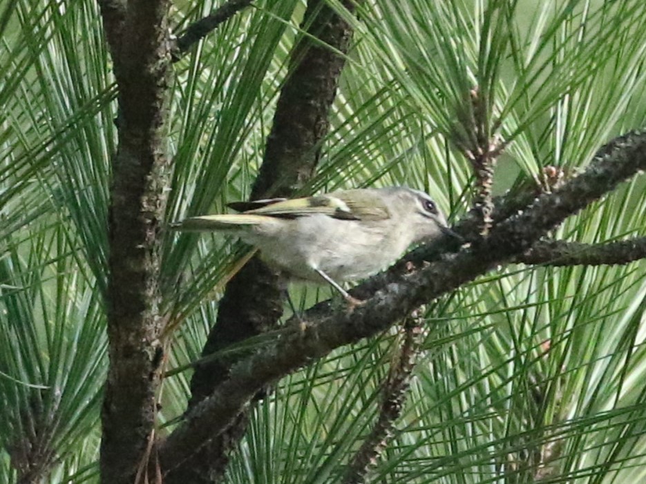 Golden-crowned Kinglet - ML627914100