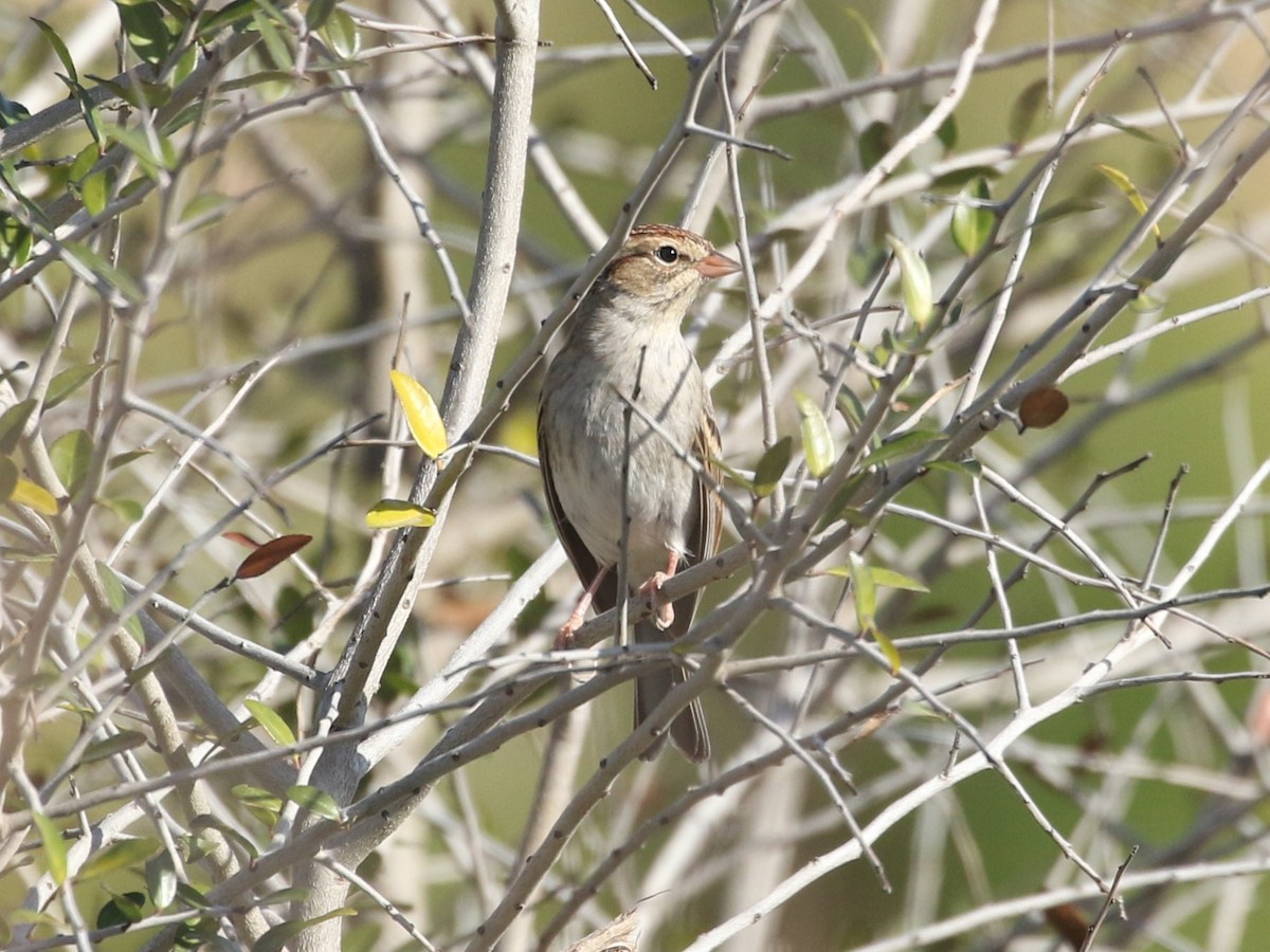 Chipping Sparrow - ML627914123