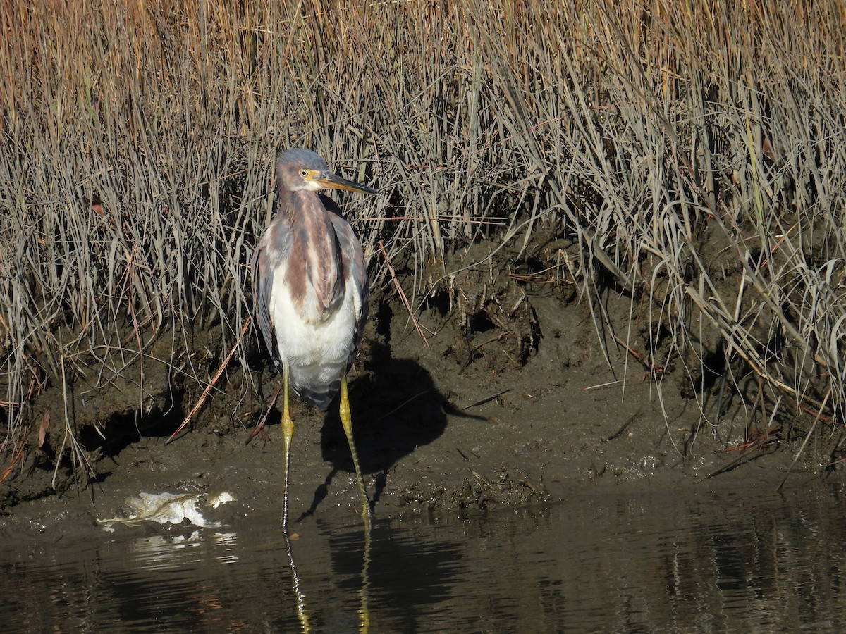 Tricolored Heron - ML627914156