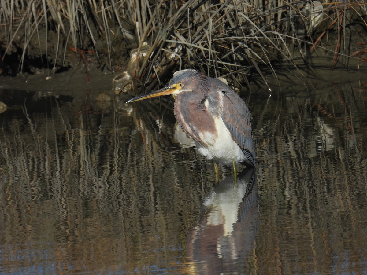 Tricolored Heron - ML627914157