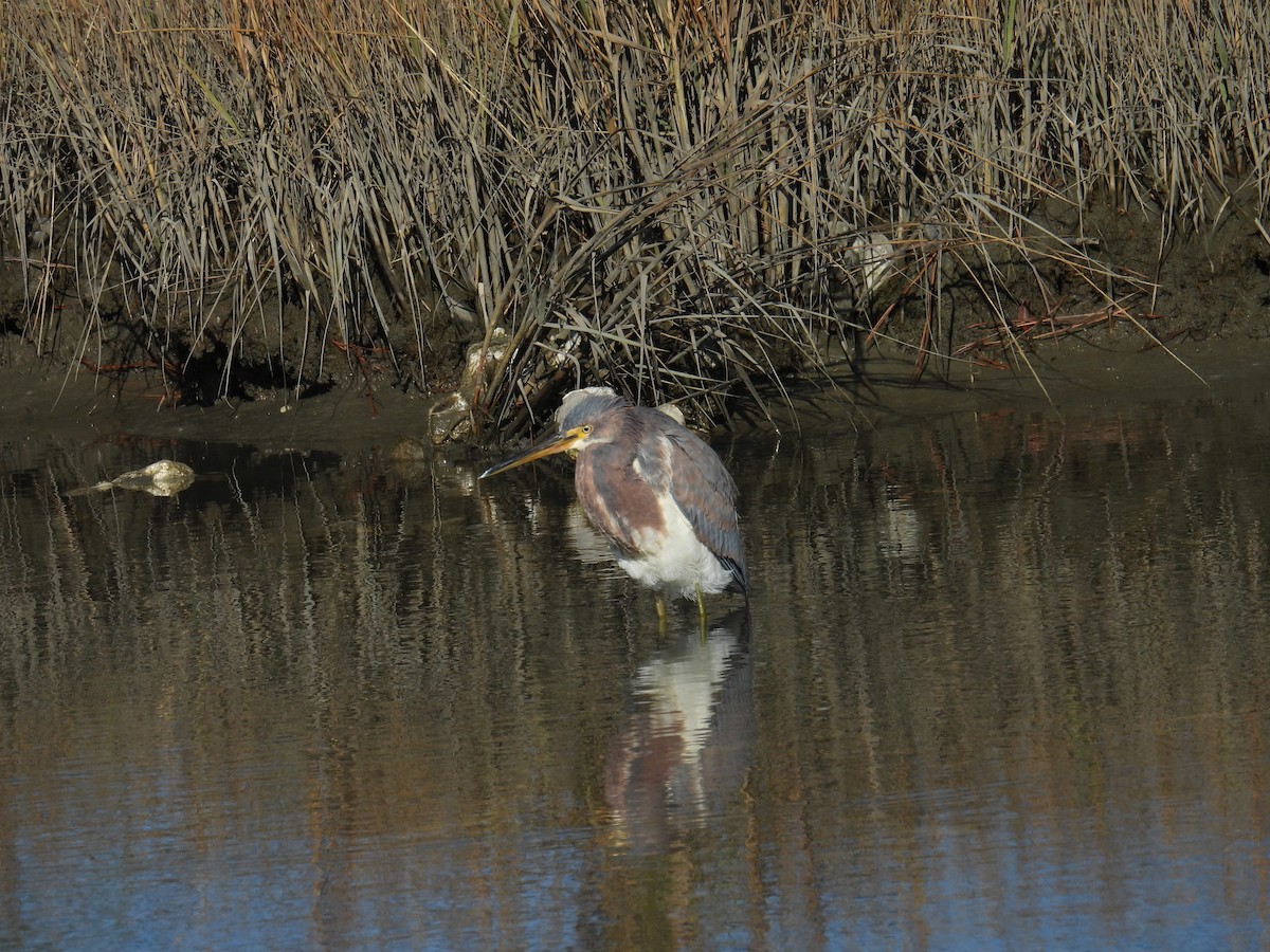 Tricolored Heron - ML627914158