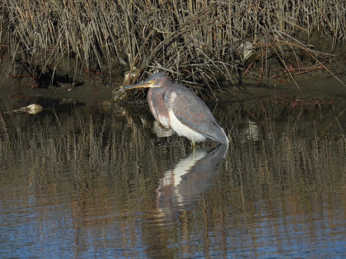 Tricolored Heron - ML627914159