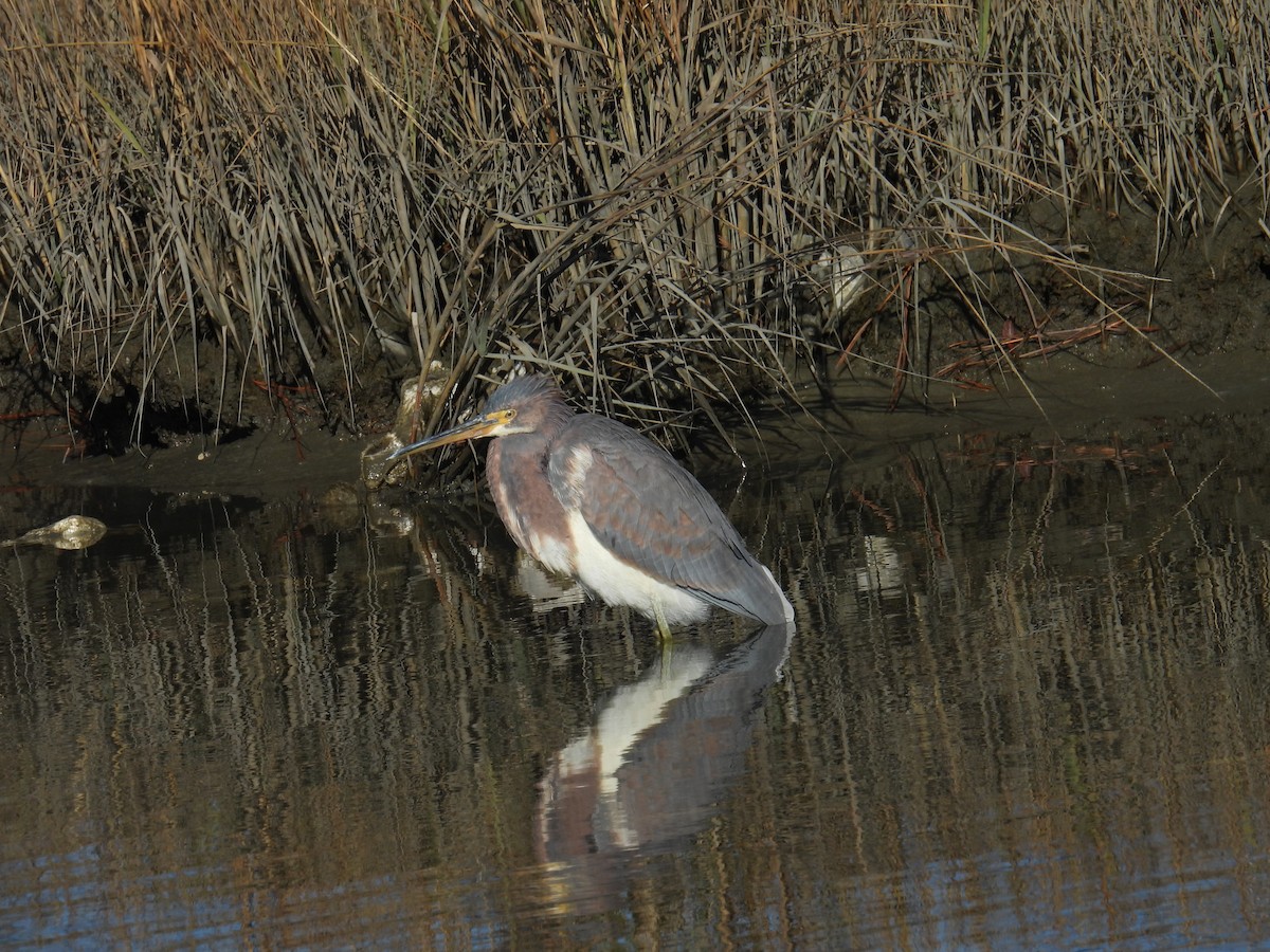 Tricolored Heron - ML627914160