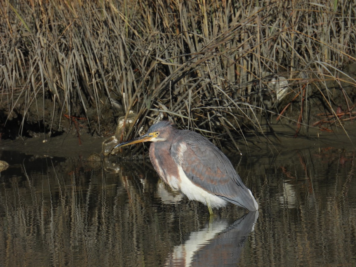 Tricolored Heron - ML627914161