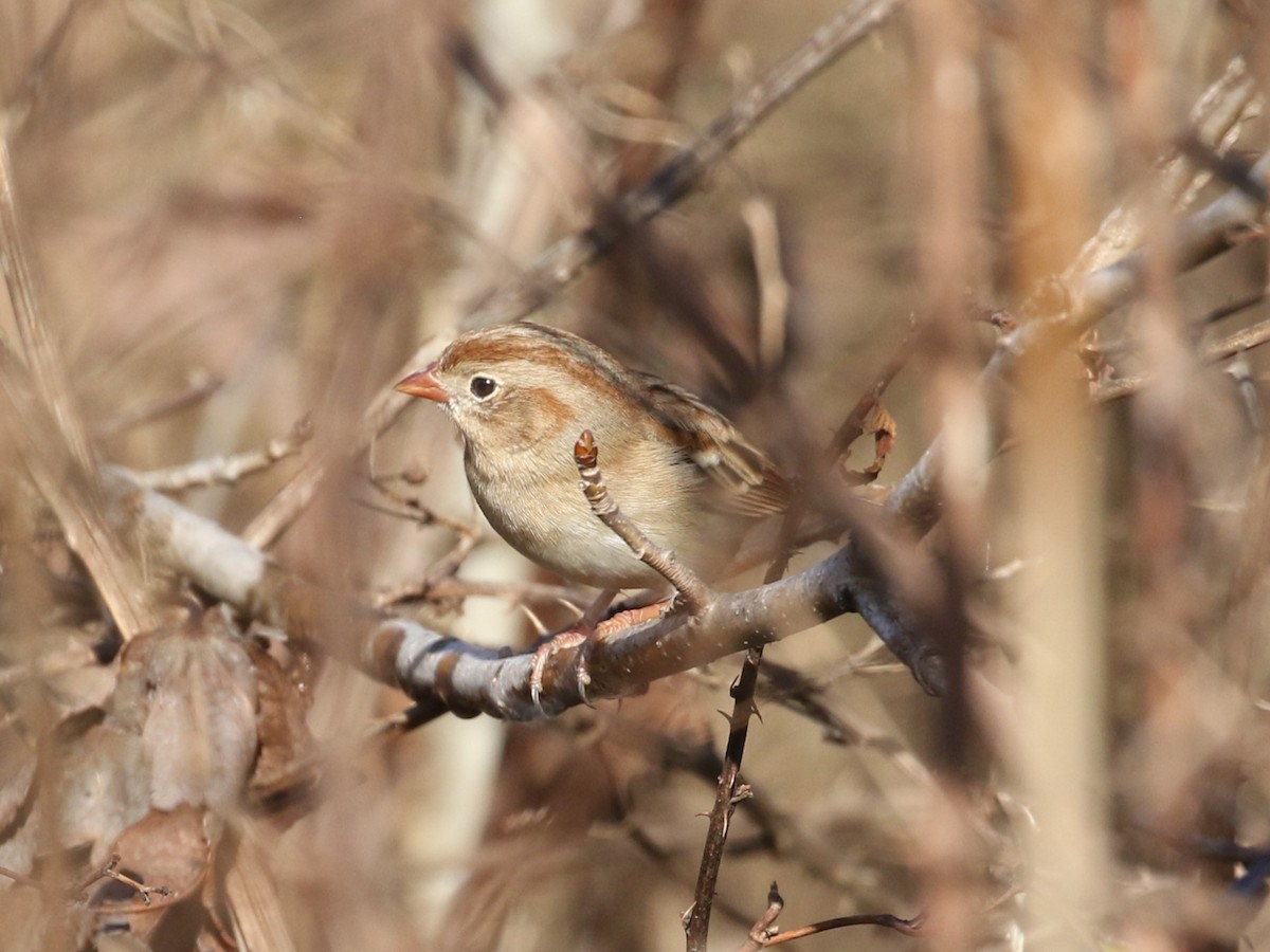 Field Sparrow - ML627914162