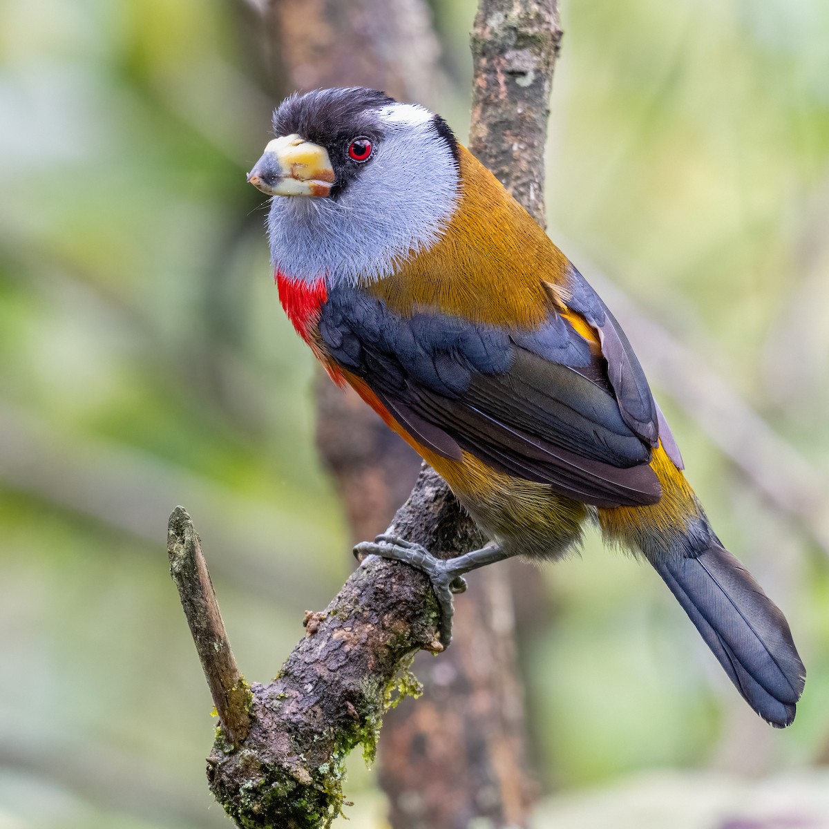 Toucan Barbet - ML627914189