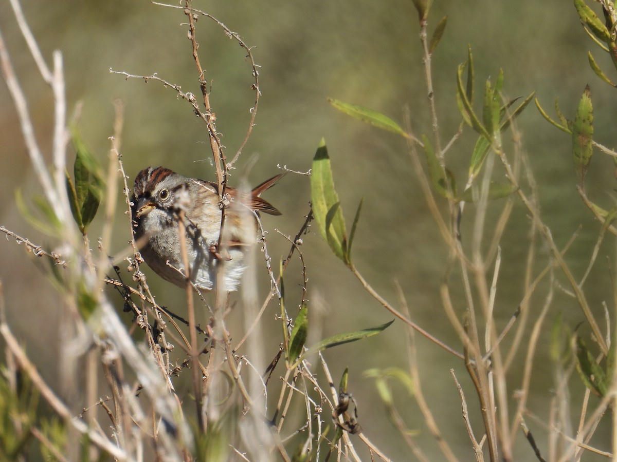 Swamp Sparrow - ML627914194