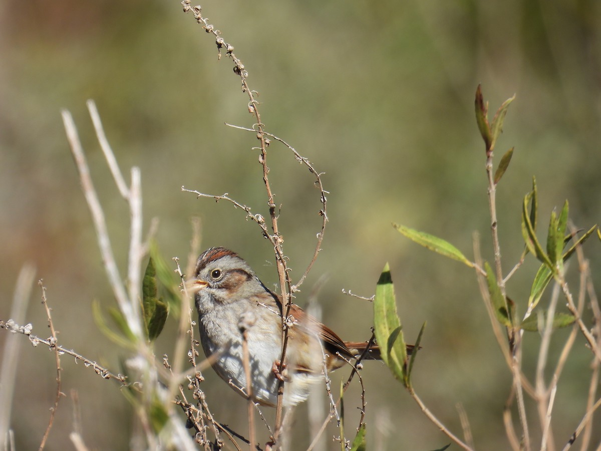 Swamp Sparrow - ML627914195