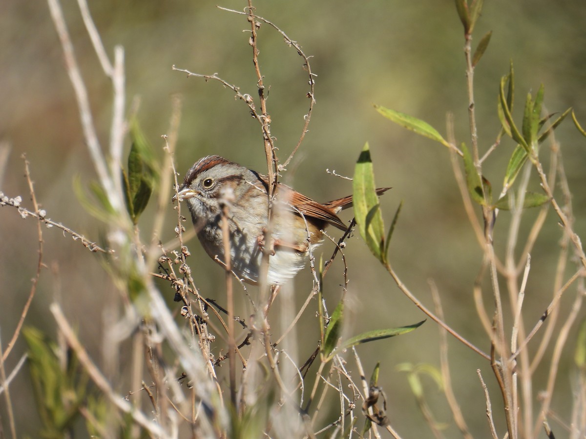 Swamp Sparrow - ML627914196