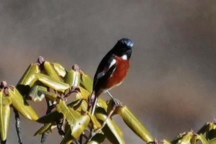 White-throated Redstart - ML627914216