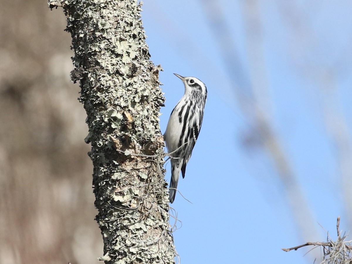 Black-and-white Warbler - ML627914255