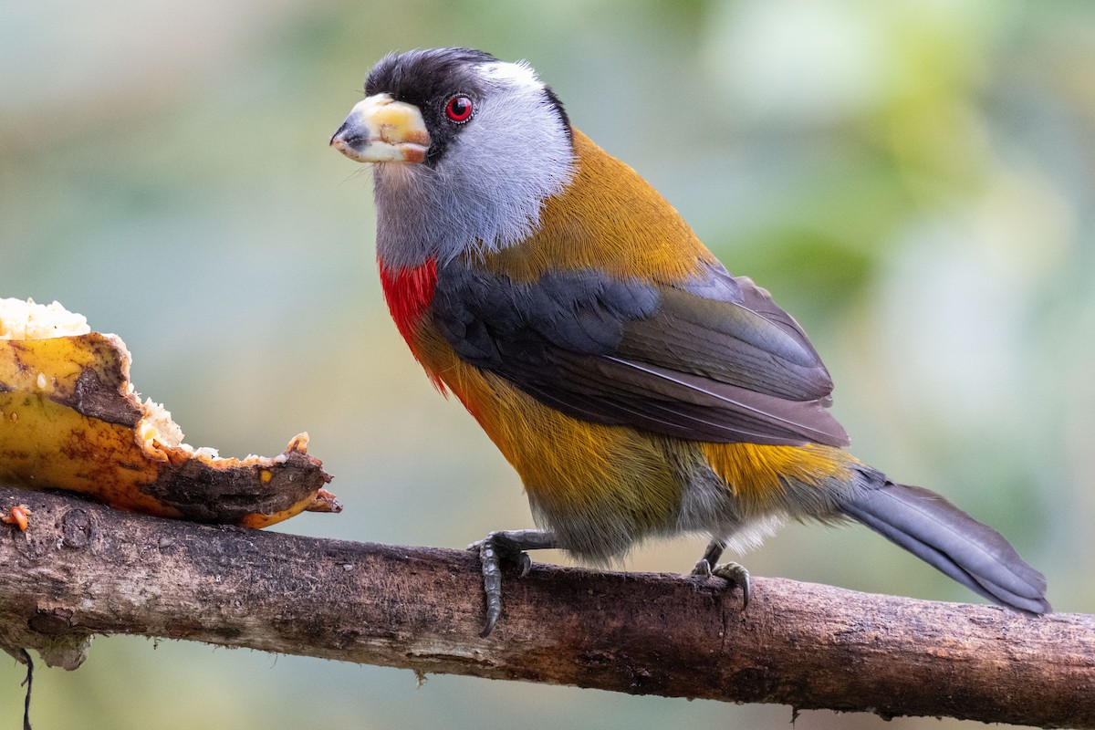 Toucan Barbet - ML627914256