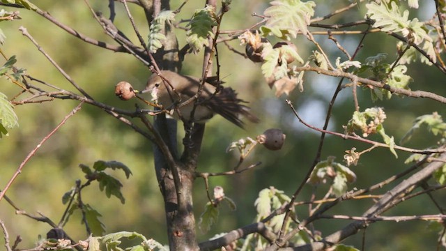 Garden Warbler - ML627914270
