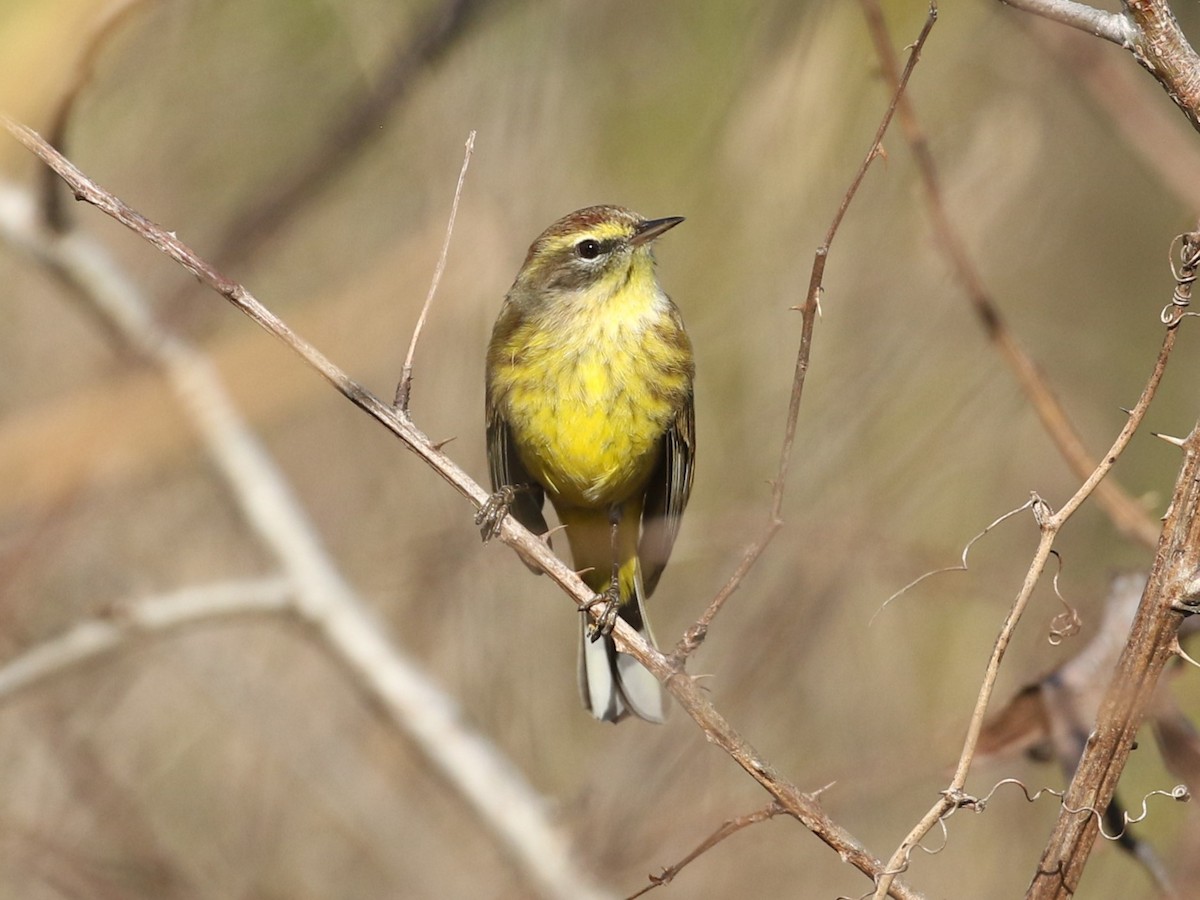 Palm Warbler - ML627914304