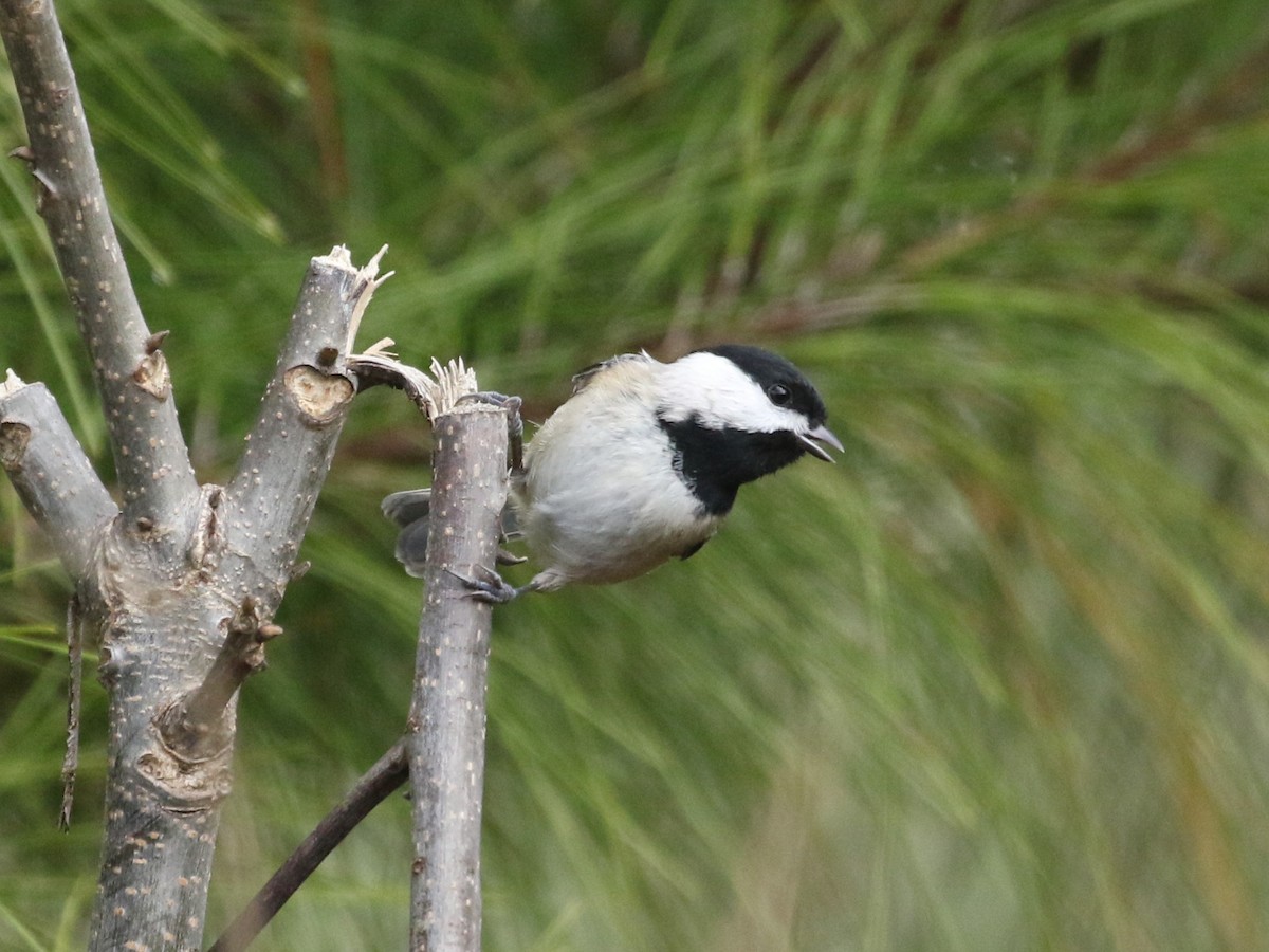 Carolina Chickadee - ML627914347