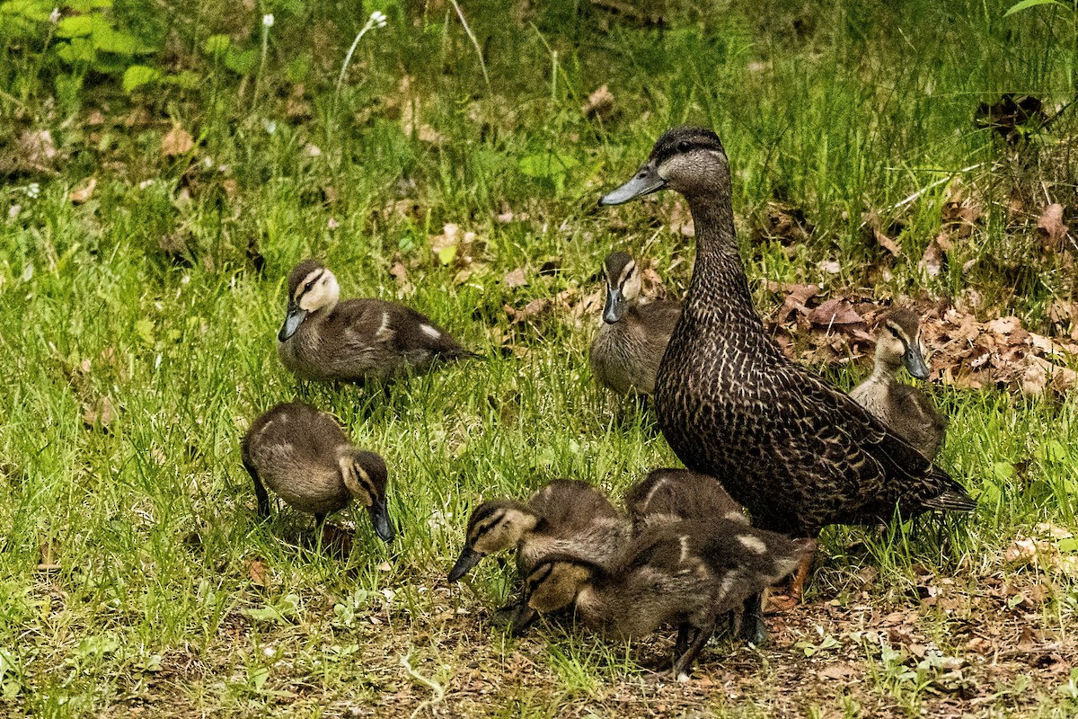 American Black Duck - ML627914452