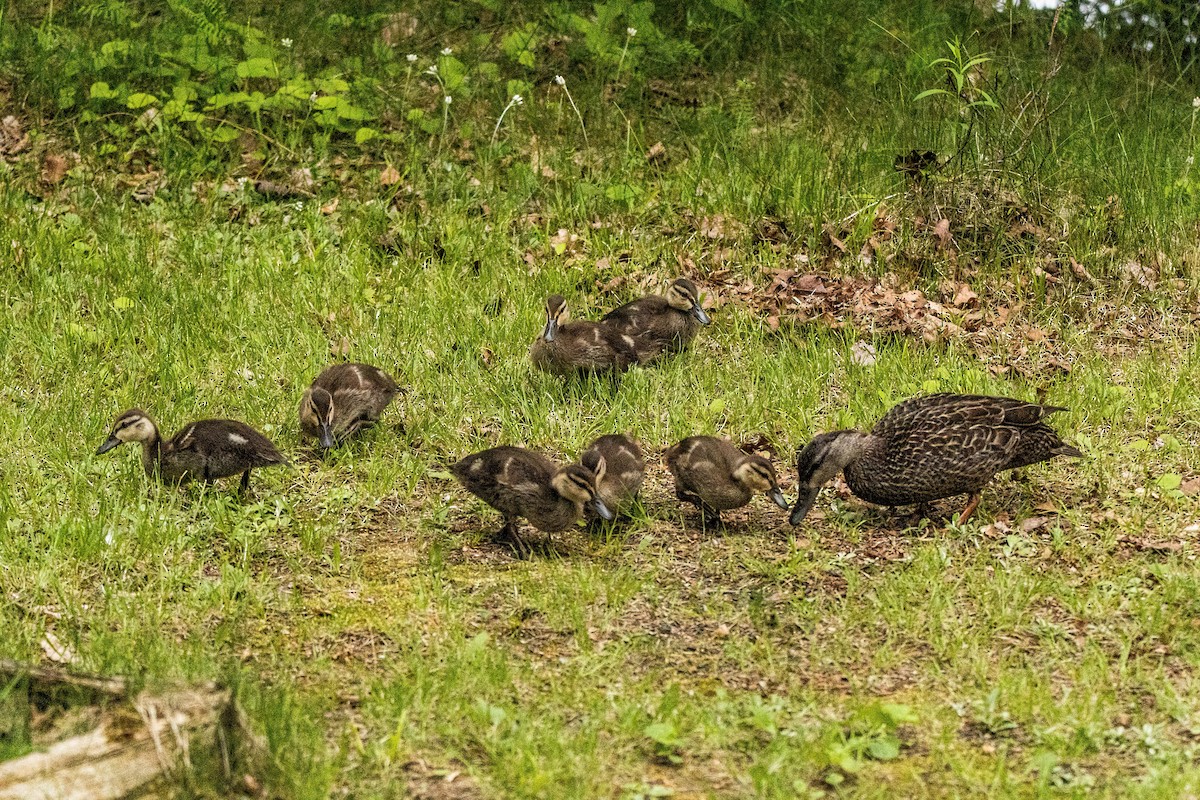 American Black Duck - ML627914454