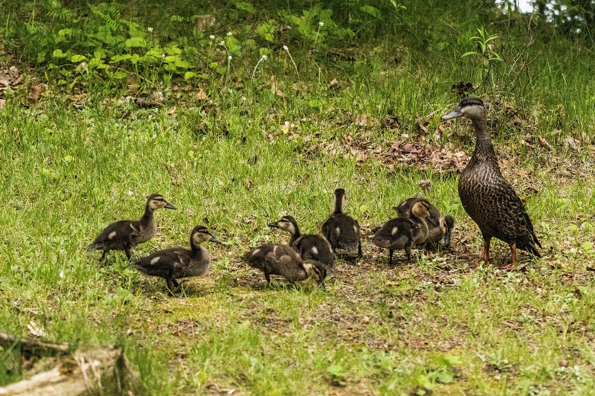 American Black Duck - ML627914455