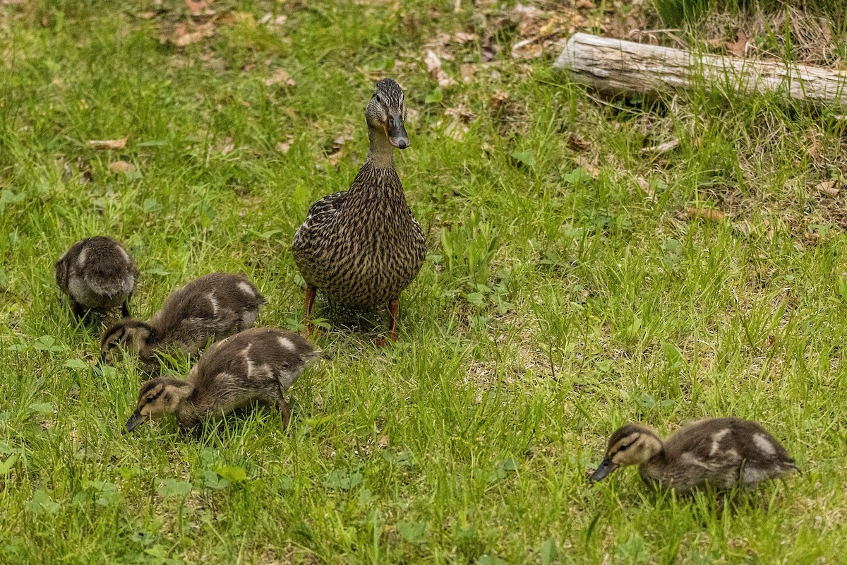 Mallard - ML627914458