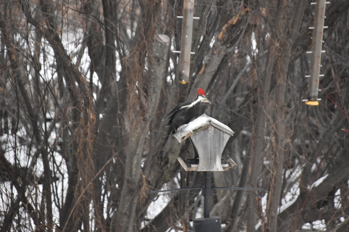 Pileated Woodpecker - ML627914497