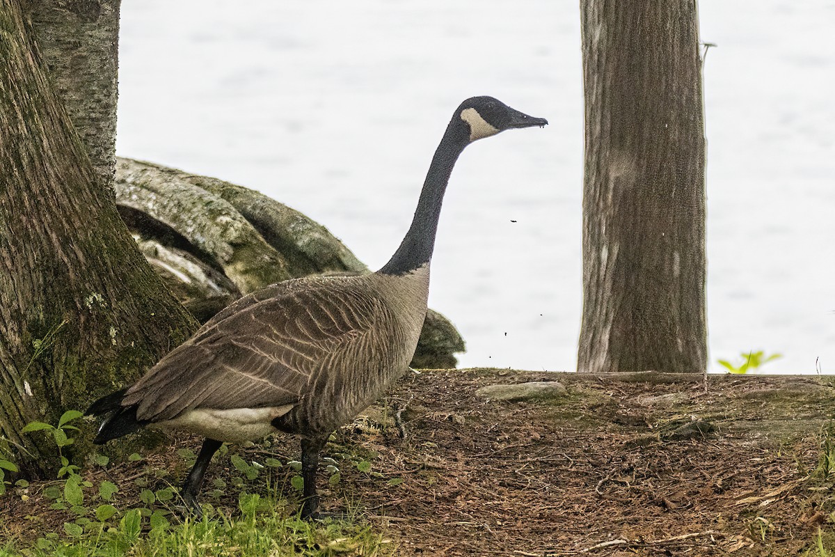 Canada Goose - ML627914505