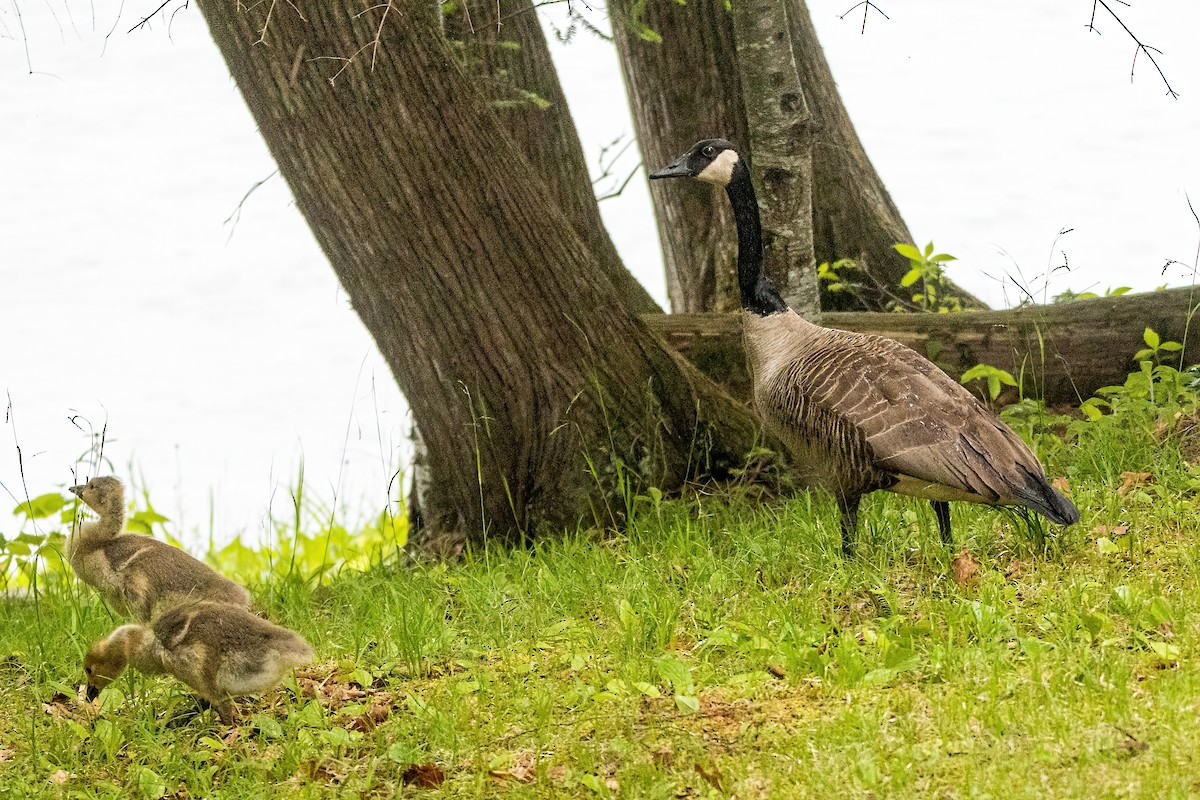 Canada Goose - ML627914508