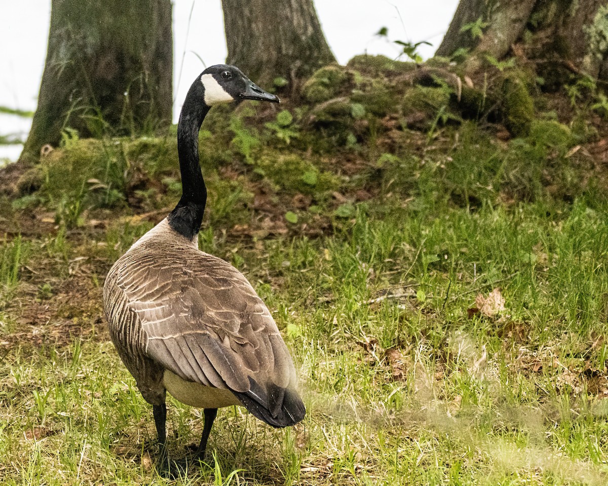 Canada Goose - ML627914509