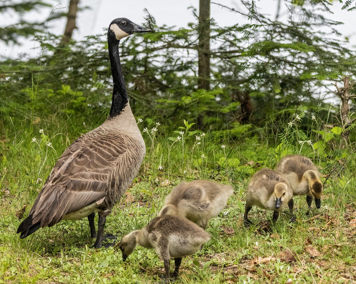 Canada Goose - ML627914511