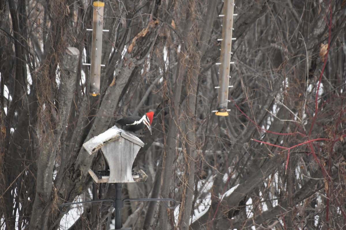 Pileated Woodpecker - ML627914518