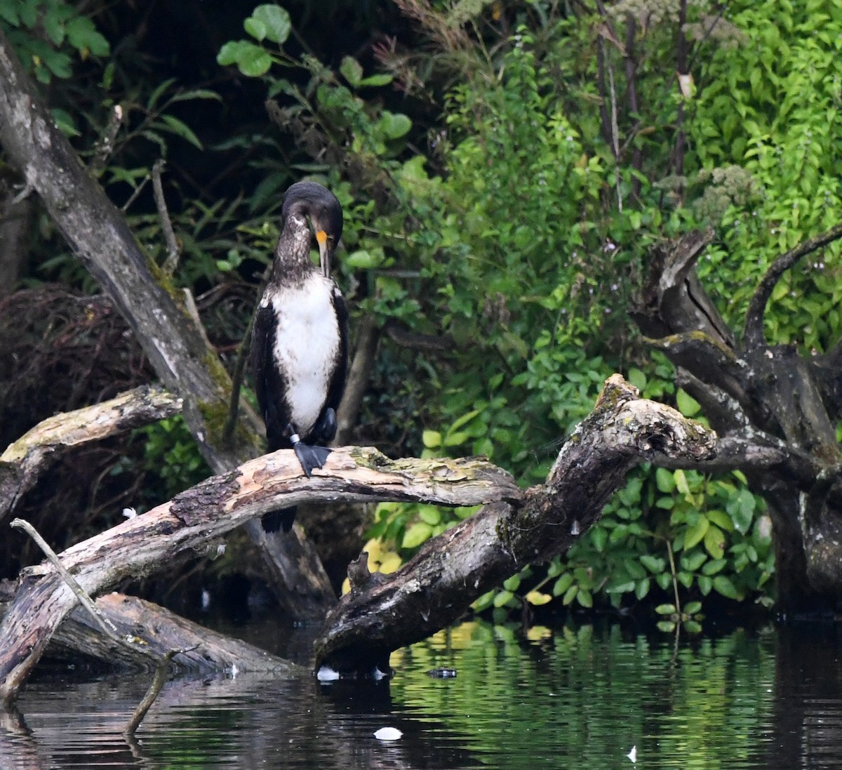 Great Cormorant - ML627914535