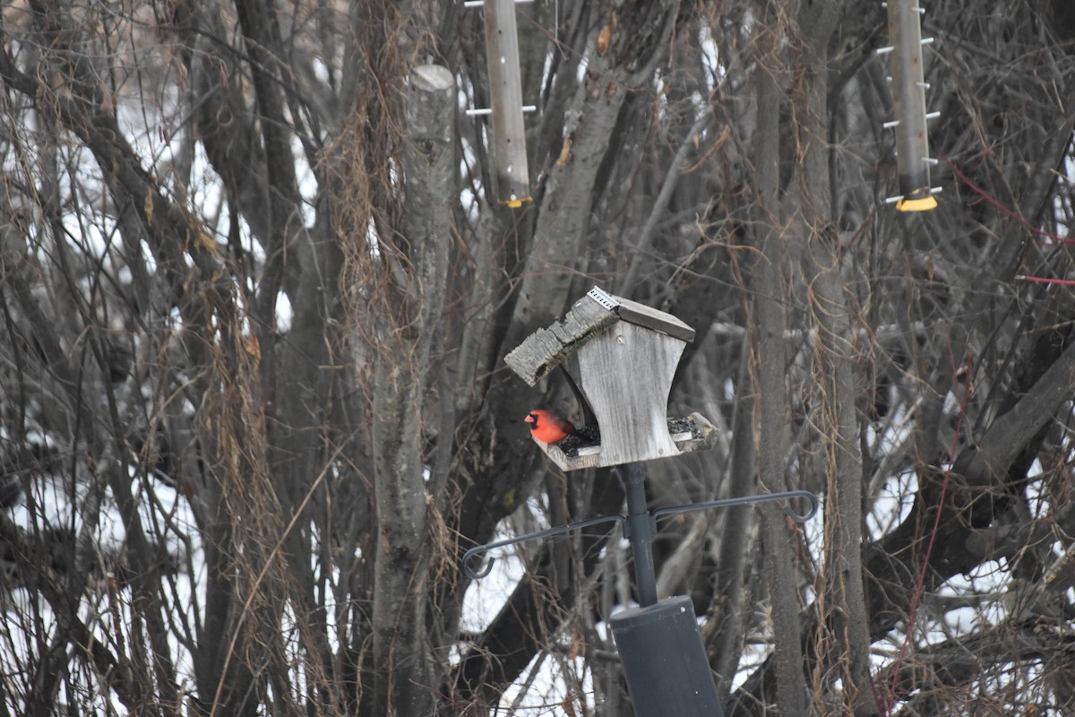 Northern Cardinal - ML627914540