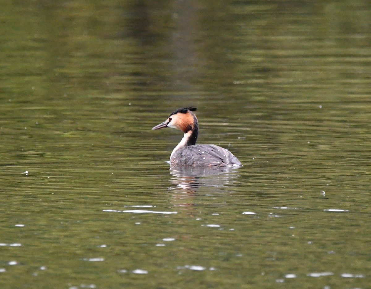 Great Crested Grebe - ML627914541