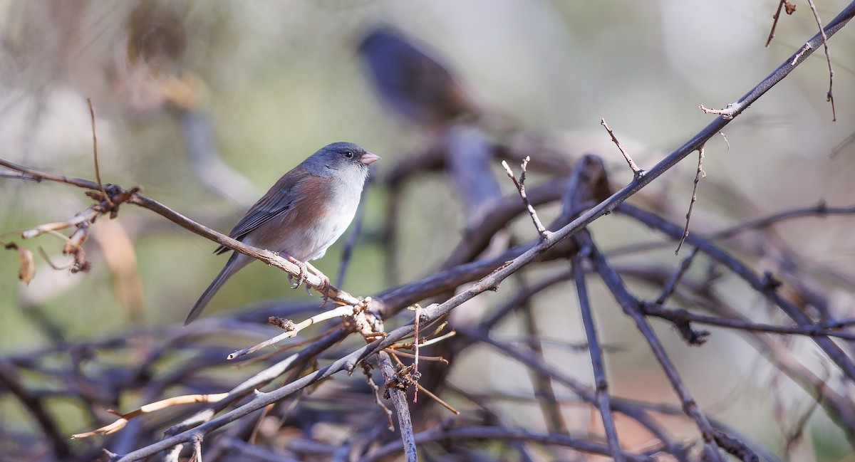 Dark-eyed Junco (Pink-sided) - ML627914580