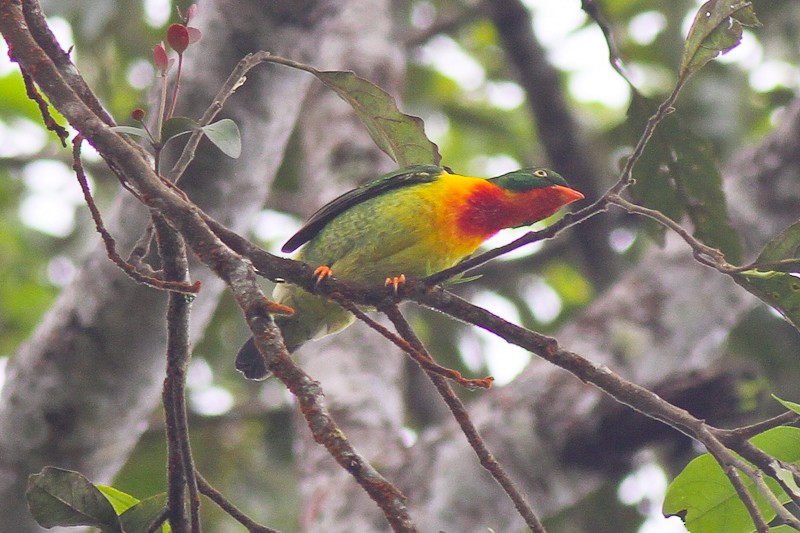 Scarlet-breasted Fruiteater - ML627914605