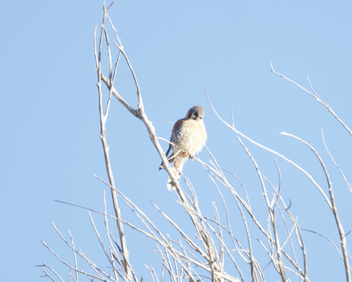 American Kestrel - ML627914647