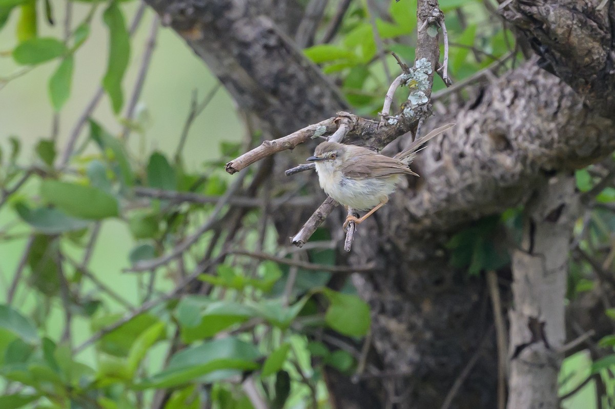 Tawny-flanked Prinia - ML627914676