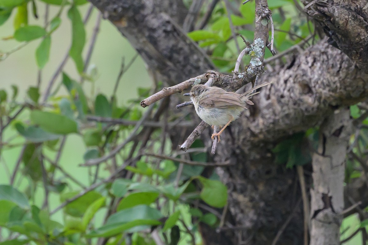 Tawny-flanked Prinia - ML627914677