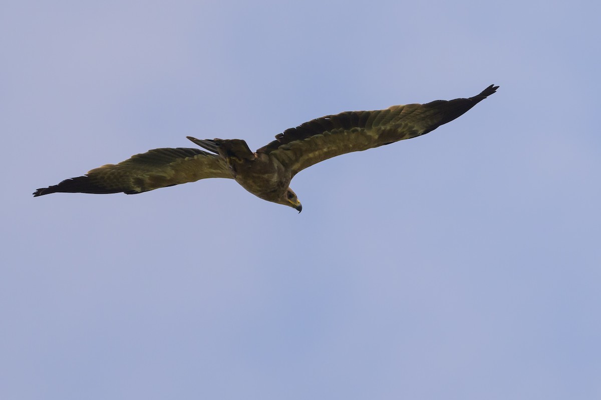 Tawny Eagle - ML627914762