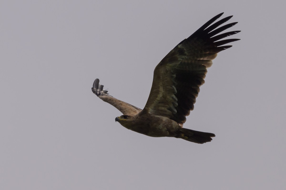 Tawny Eagle - ML627914764