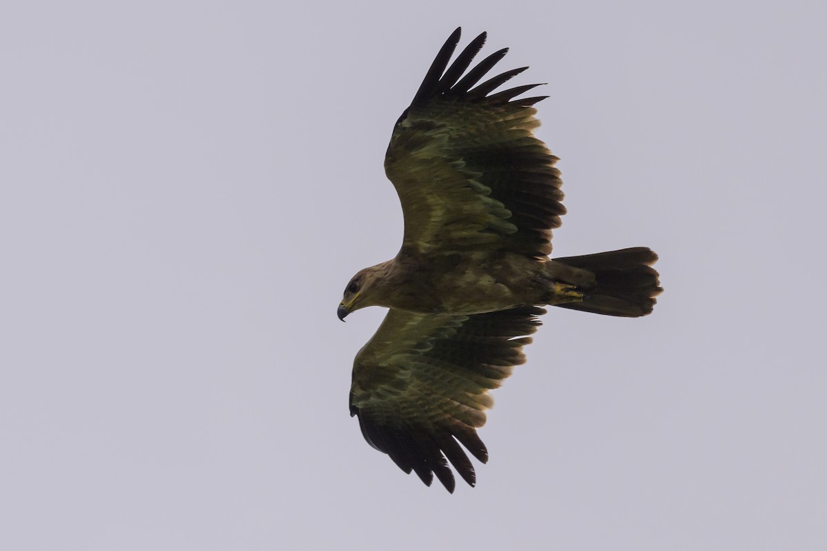 Tawny Eagle - ML627914767