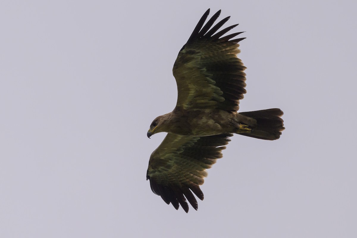 Tawny Eagle - ML627914768