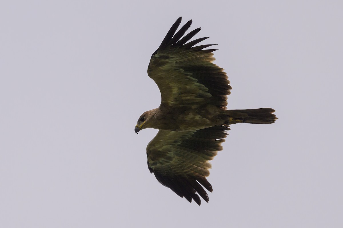 Tawny Eagle - ML627914769