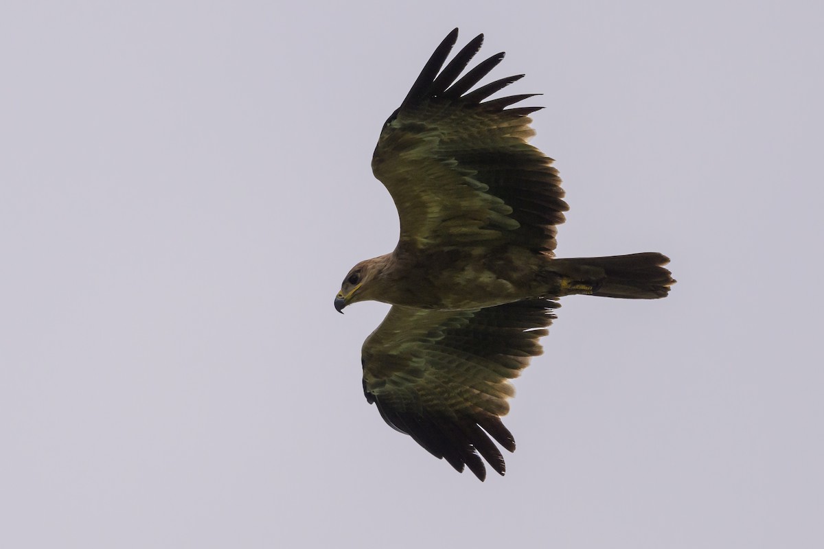 Tawny Eagle - ML627914770