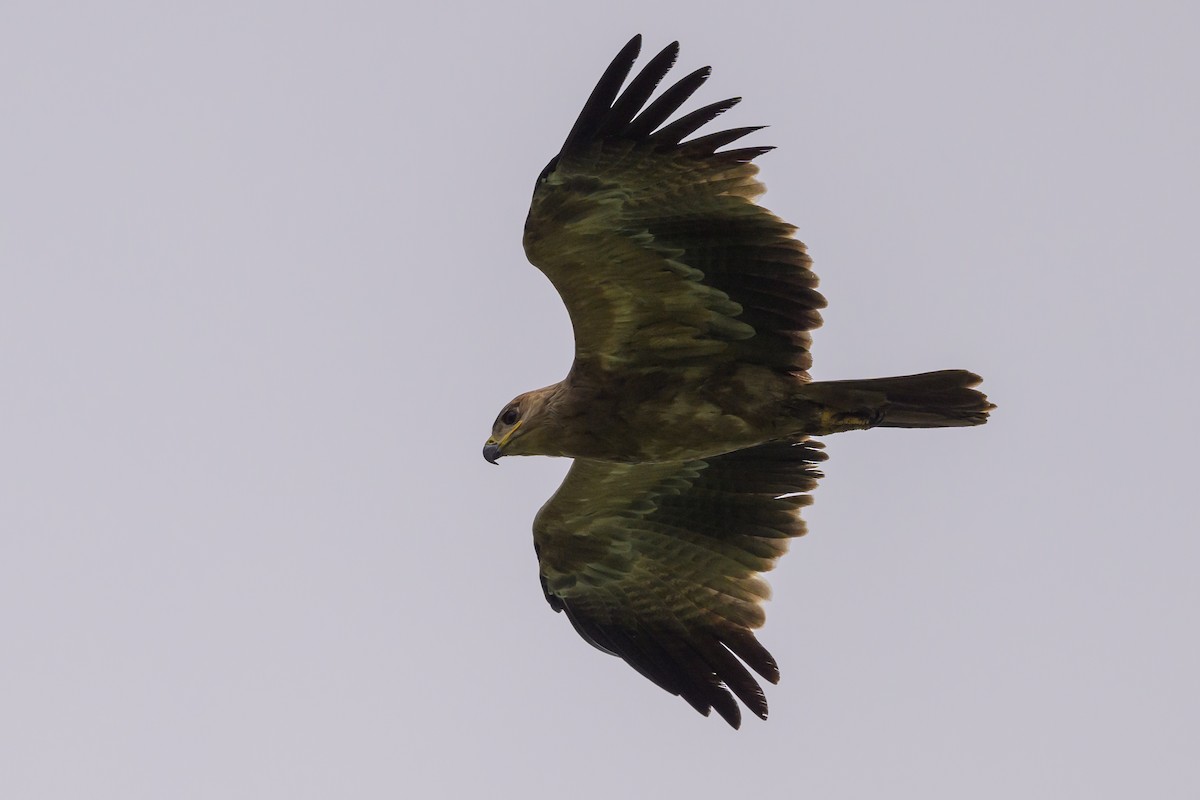 Tawny Eagle - ML627914771