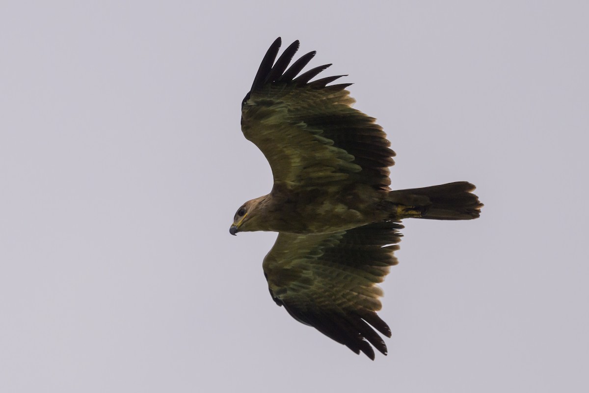 Tawny Eagle - ML627914772