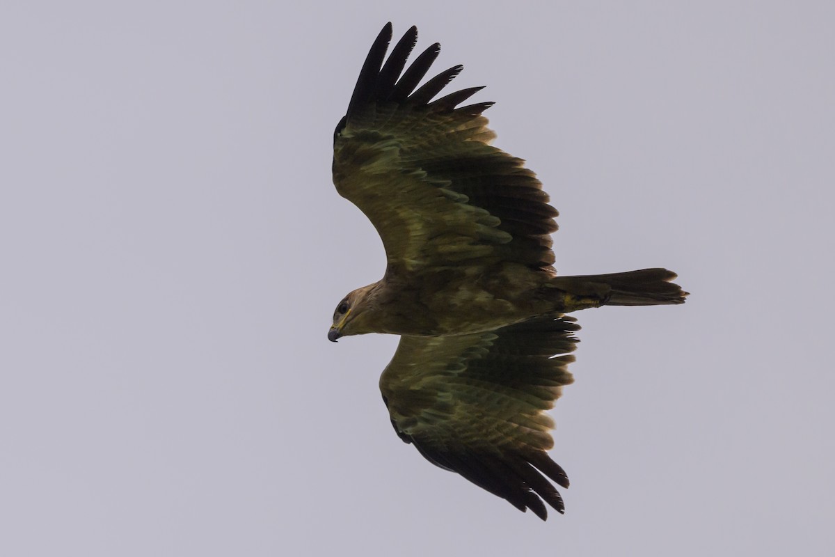 Tawny Eagle - ML627914773