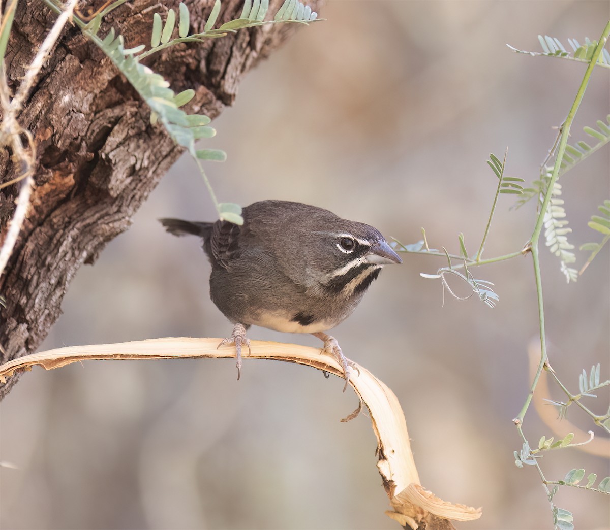 Five-striped Sparrow - ML627914834