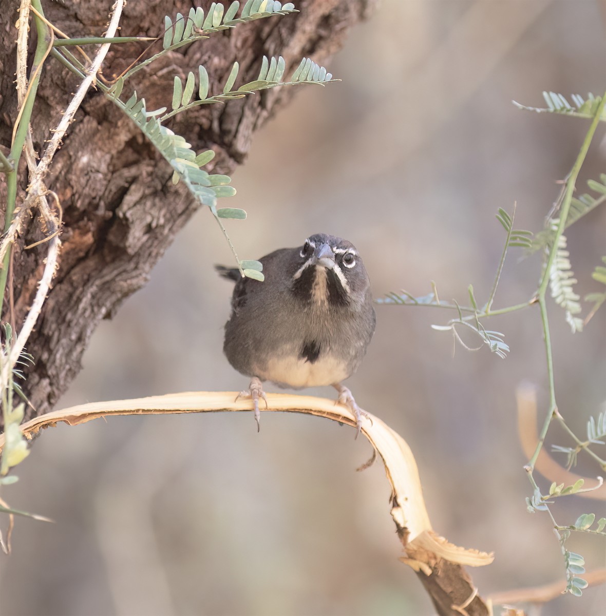 Five-striped Sparrow - ML627914835