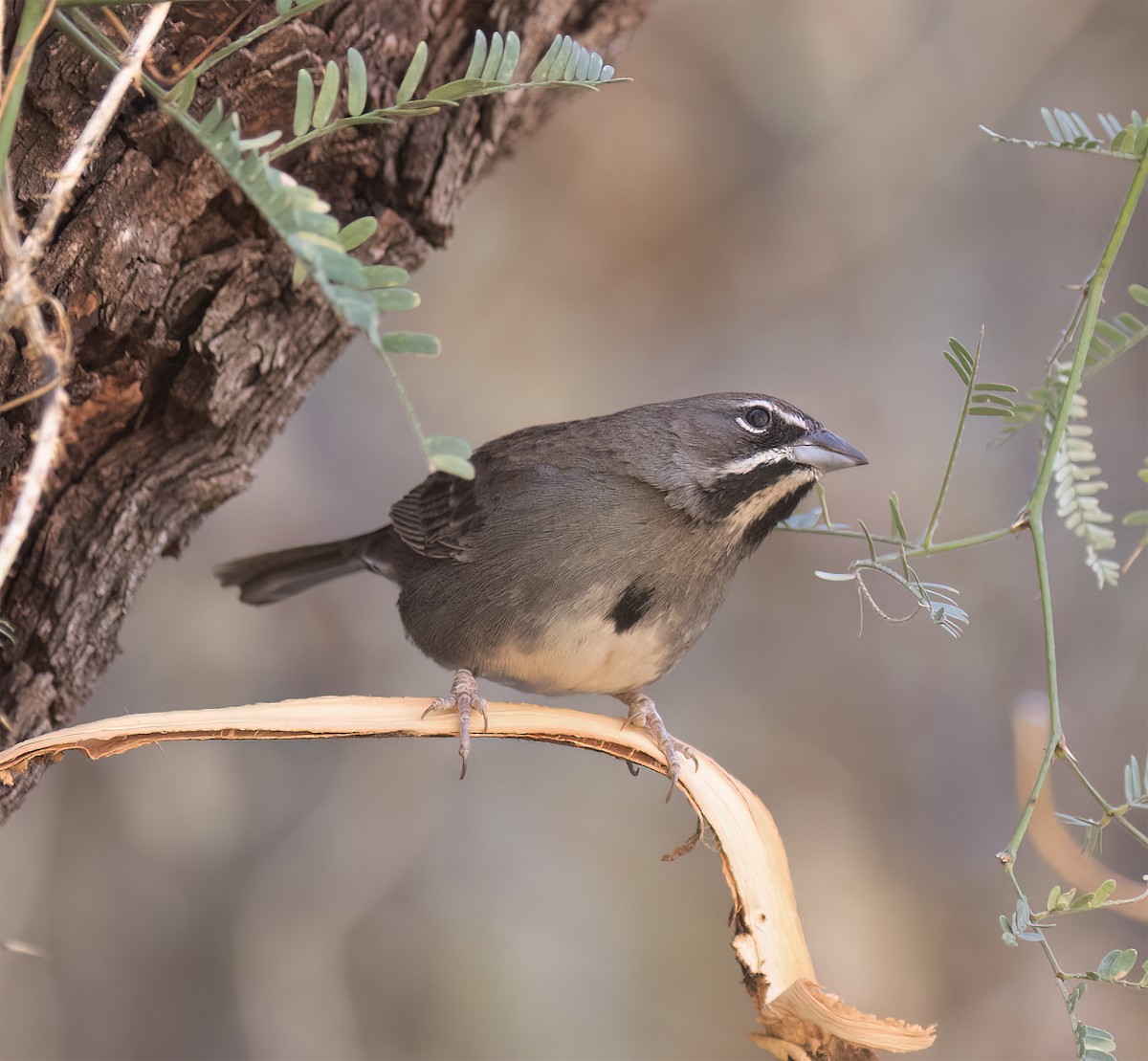 Five-striped Sparrow - ML627914836